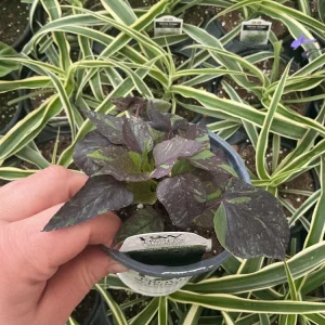 Sweet Potato Vine Live Plant - Shadowstorm, 4.5