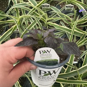 Sweet Potato Vine Live Plant - Shadowstorm, 4.5