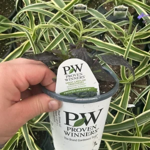 Sweet Potato Vine Live Plant - Shadowstorm, 4.5