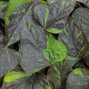 Sweet Potato Vine Live Plant - Shadowstorm, 4.5" Nursery Pot, Trailing Foliage - Image 1