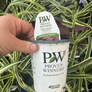 Sweet Potato Vine 'Sweetheart Mahogany' Live Plant – 4.5 inch Pot – Outdoor Annual - Image 10