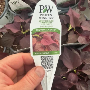 Sweet Potato Vine 'Sweetheart Mahogany' Live Plant – 4.5 inch Pot – Outdoor Annual - Image 11