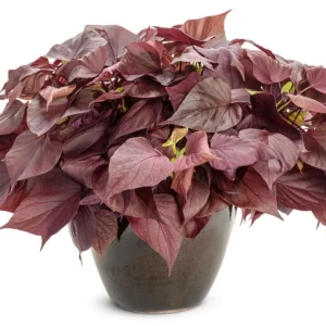 Sweet Potato Vine 'Sweetheart Mahogany' Live Plant – 4.5 inch Pot – Outdoor Annual - Image 2