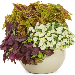 Sweet Potato Vine 'Sweetheart Mahogany' Live Plant – 4.5 inch Pot – Outdoor Annual - Image 3