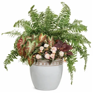 Sweet Potato Vine 'Sweetheart Mahogany' Live Plant – 4.5 inch Pot – Outdoor Annual - Image 4