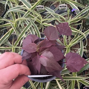 Sweet Potato Vine 'Sweetheart Mahogany' Live Plant – 4.5 inch Pot – Outdoor Annual - Image 5