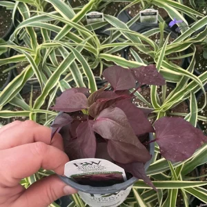 Sweet Potato Vine 'Sweetheart Mahogany' Live Plant – 4.5 inch Pot – Outdoor Annual - Image 6