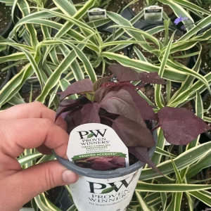 Sweet Potato Vine 'Sweetheart Mahogany' Live Plant – 4.5 inch Pot – Outdoor Annual - Image 7