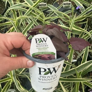 Sweet Potato Vine 'Sweetheart Mahogany' Live Plant – 4.5 inch Pot – Outdoor Annual - Image 8