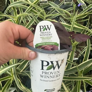 Sweet Potato Vine 'Sweetheart Mahogany' Live Plant – 4.5 inch Pot – Outdoor Annual - Image 9