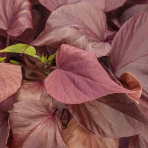 Sweet Potato Vine 'Sweetheart Mahogany' Live Plant – 4.5 inch Pot – Outdoor Annual - Image 1