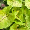 Syngonium Gold Allusion Live Plant – Potted Houseplant – 4.5 inch - Image 1