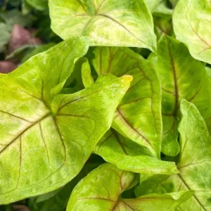 Syngonium Gold Allusion Live Plant – Potted Houseplant – 4.5 inch - Image 1