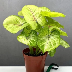 Syngonium Gold Allusion Live Plant – Potted Houseplant – 4.5 inch - Image 2