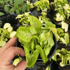 Syngonium Gold Allusion Live Plant – Potted Houseplant – 4.5 inch - Image 3