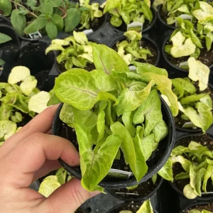 Syngonium Gold Allusion Live Plant – Potted Houseplant – 4.5 inch - Image 4
