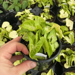 Syngonium Gold Allusion Live Plant – Potted Houseplant – 4.5 inch - Image 5