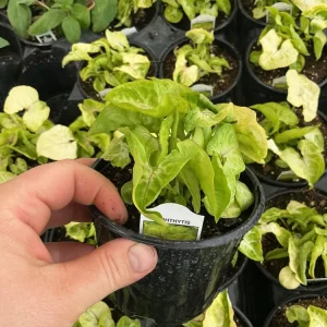 Syngonium Gold Allusion Live Plant – Potted Houseplant – 4.5 inch - Image 6