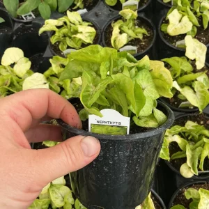Syngonium Gold Allusion Live Plant – Potted Houseplant – 4.5 inch - Image 7