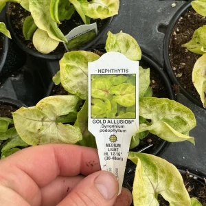 Syngonium Gold Allusion Live Plant – Potted Houseplant – 4.5 inch - Image 8