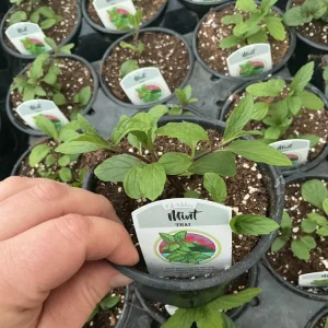 Thai Mint Live Plant – 4.5 inch Nursery Pot – Fresh Culinary Herb - Image 2