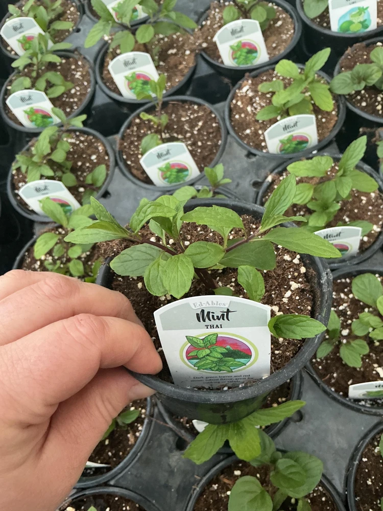 Thai Mint Live Plant – 4.5 inch Nursery Pot – Fresh Culinary Herb - Image 2