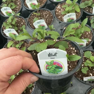 Thai Mint Live Plant – 4.5 inch Nursery Pot – Fresh Culinary Herb - Image 3