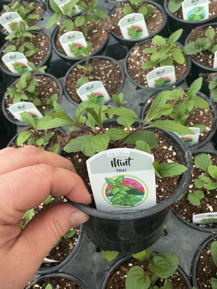 Thai Mint Live Plant – 4.5 inch Nursery Pot – Fresh Culinary Herb - Image 3