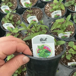 Thai Mint Live Plant – 4.5 inch Nursery Pot – Fresh Culinary Herb - Image 4