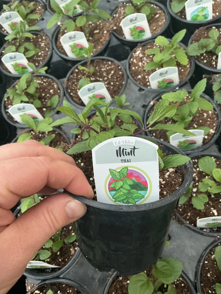 Thai Mint Live Plant – 4.5 inch Nursery Pot – Fresh Culinary Herb - Image 4
