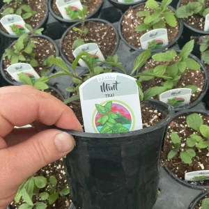 Thai Mint Live Plant – 4.5 inch Nursery Pot – Fresh Culinary Herb - Image 5