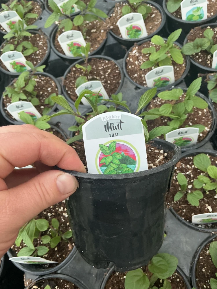 Thai Mint Live Plant – 4.5 inch Nursery Pot – Fresh Culinary Herb - Image 5