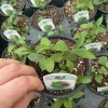 Thai Mint Live Plant – 4.5 inch Nursery Pot – Fresh Culinary Herb - Image 1