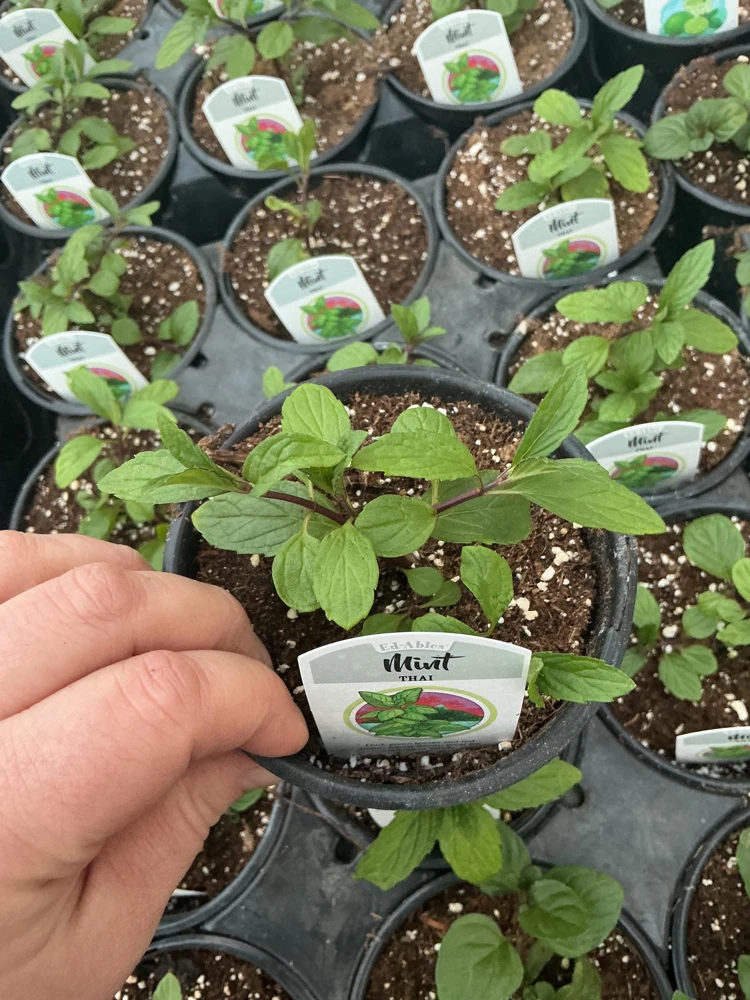 Thai Mint Live Plant – 4.5 inch Nursery Pot – Fresh Culinary Herb - Image 1