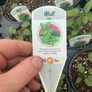 Thai Mint Live Plant – 4.5 inch Nursery Pot – Fresh Culinary Herb - Image 6