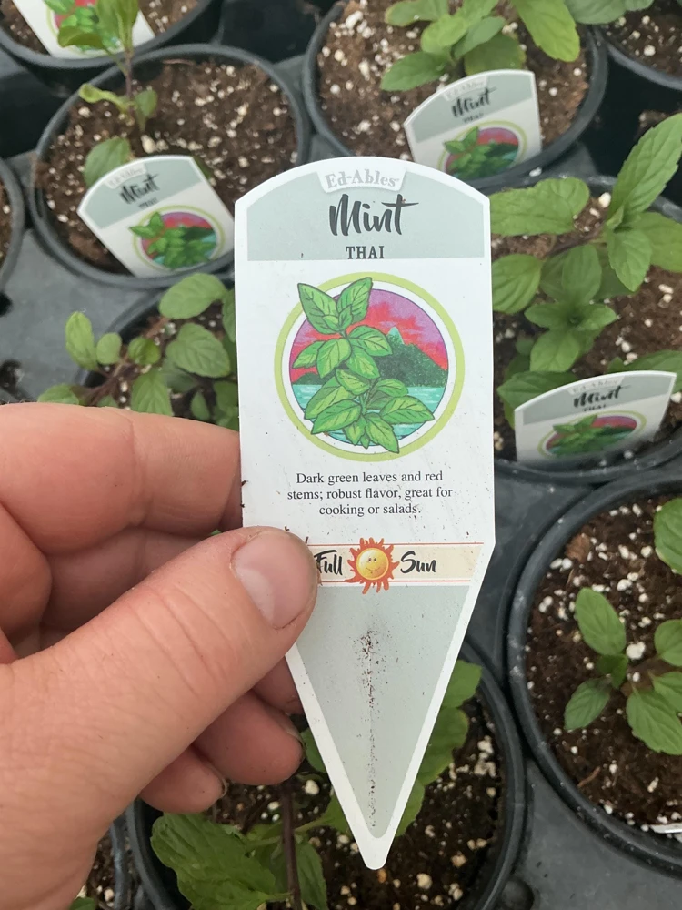 Thai Mint Live Plant – 4.5 inch Nursery Pot – Fresh Culinary Herb - Image 6