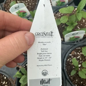 Thai Mint Live Plant – 4.5 inch Nursery Pot – Fresh Culinary Herb - Image 7
