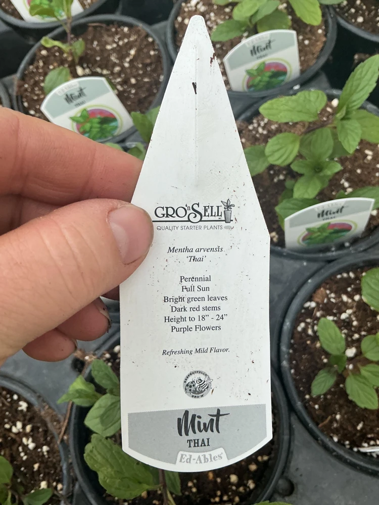 Thai Mint Live Plant – 4.5 inch Nursery Pot – Fresh Culinary Herb - Image 7