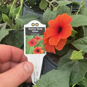 Thunbergia Alata 'Sunny Suzy Glow' Live Plant - 4.5 inch Nursery Pot - Outdoor Vine - Image 10