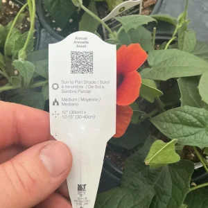 Thunbergia Alata 'Sunny Suzy Glow' Live Plant - 4.5 inch Nursery Pot - Outdoor Vine - Image 11