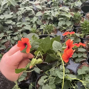 Thunbergia Alata 'Sunny Suzy Glow' Live Plant - 4.5 inch Nursery Pot - Outdoor Vine - Image 2