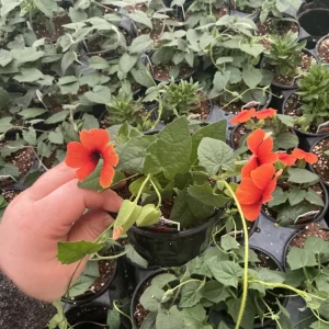 Thunbergia Alata 'Sunny Suzy Glow' Live Plant - 4.5 inch Nursery Pot - Outdoor Vine - Image 3
