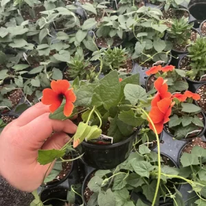 Thunbergia Alata 'Sunny Suzy Glow' Live Plant - 4.5 inch Nursery Pot - Outdoor Vine - Image 4