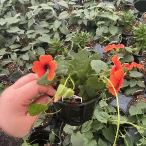 Thunbergia Alata 'Sunny Suzy Glow' Live Plant - 4.5 inch Nursery Pot - Outdoor Vine - Image 5