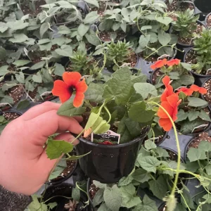 Thunbergia Alata 'Sunny Suzy Glow' Live Plant - 4.5 inch Nursery Pot - Outdoor Vine - Image 6