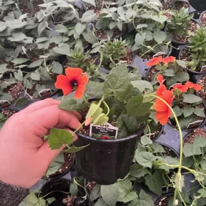 Thunbergia Alata 'Sunny Suzy Glow' Live Plant - 4.5 inch Nursery Pot - Outdoor Vine - Image 7