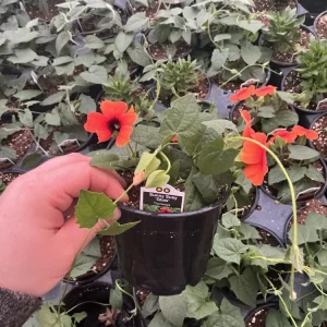 Thunbergia Alata 'Sunny Suzy Glow' Live Plant - 4.5 inch Nursery Pot - Outdoor Vine - Image 8