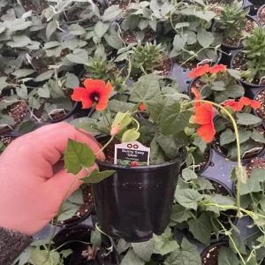 Thunbergia Alata 'Sunny Suzy Glow' Live Plant - 4.5 inch Nursery Pot - Outdoor Vine - Image 9