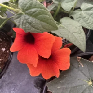 Thunbergia Alata 'Sunny Suzy Glow' Live Plant - 4.5 inch Nursery Pot - Outdoor Vine - Image 1