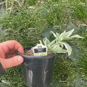 Tradescantia Pistachio White Live Plant - 4.5 inch Pot - Indoor Houseplant - Image 10